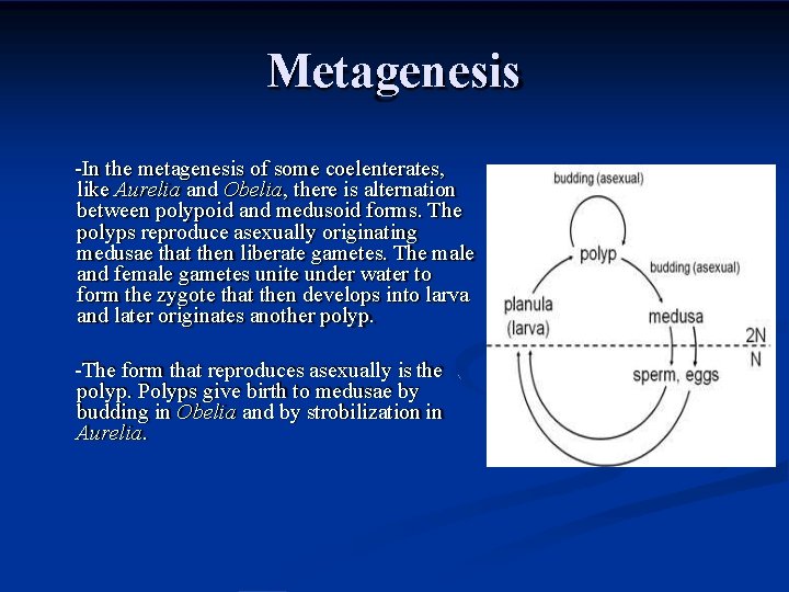 Metagenesis -In the metagenesis of some coelenterates, like Aurelia and Obelia, there is alternation