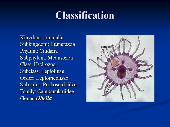 Classification Kingdom: Animalia Subkingdom: Eumetazoa Phylum: Cnidaria Subphylum: Medusozoa Class: Hydrozoa Subclass: Leptolinae Order: