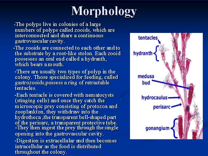 Morphology -The polyps live in colonies of a large numbers of polyps called zooids,