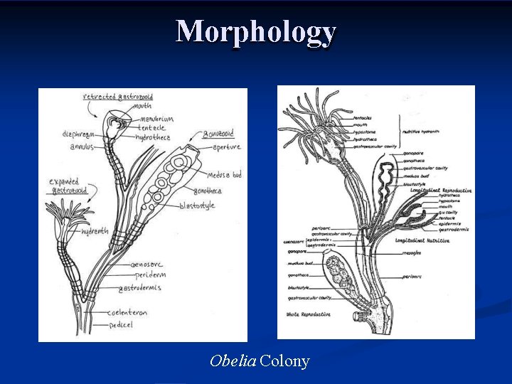 Morphology Obelia Colony 