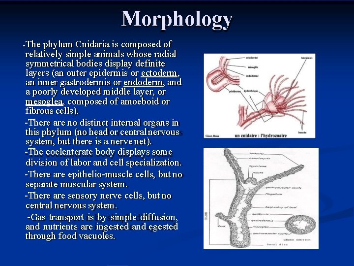 Morphology The phylum Cnidaria is composed of relatively simple animals whose radial symmetrical bodies