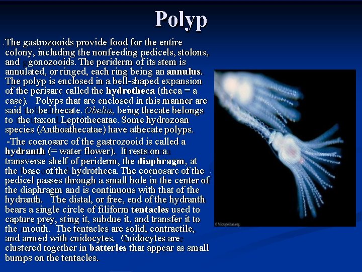 Polyp The gastrozooids provide food for the entire colony, including the nonfeeding pedicels, stolons,