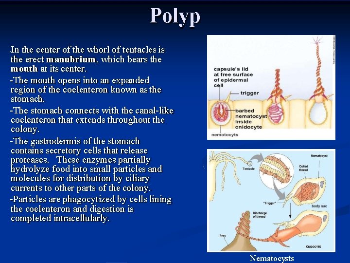 Polyp In the center of the whorl of tentacles is the erect manubrium, which
