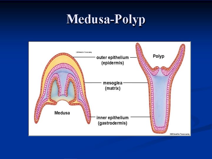 Medusa-Polyp 
