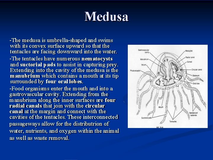 Medusa -The medusa is umbrella-shaped and swims with its convex surface upward so that