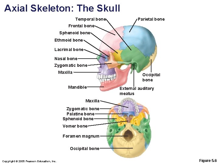 Axial Skeleton: The Skull Temporal bone Parietal bone Frontal bone Sphenoid bone Ethmoid bone