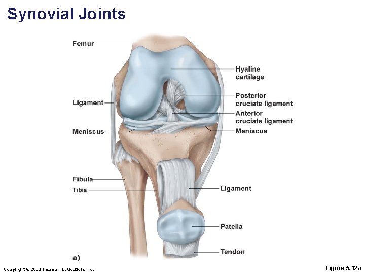 Synovial Joints Copyright © 2009 Pearson Education, Inc. Figure 5. 12 a 