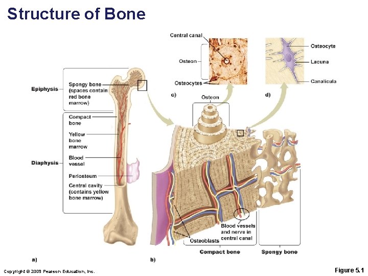 Structure of Bone Copyright © 2009 Pearson Education, Inc. Figure 5. 1 