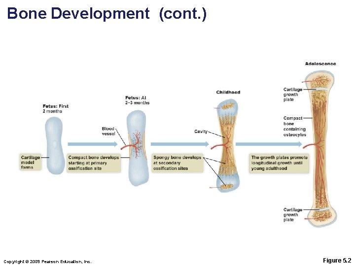 Bone Development (cont. ) Copyright © 2009 Pearson Education, Inc. Figure 5. 2 