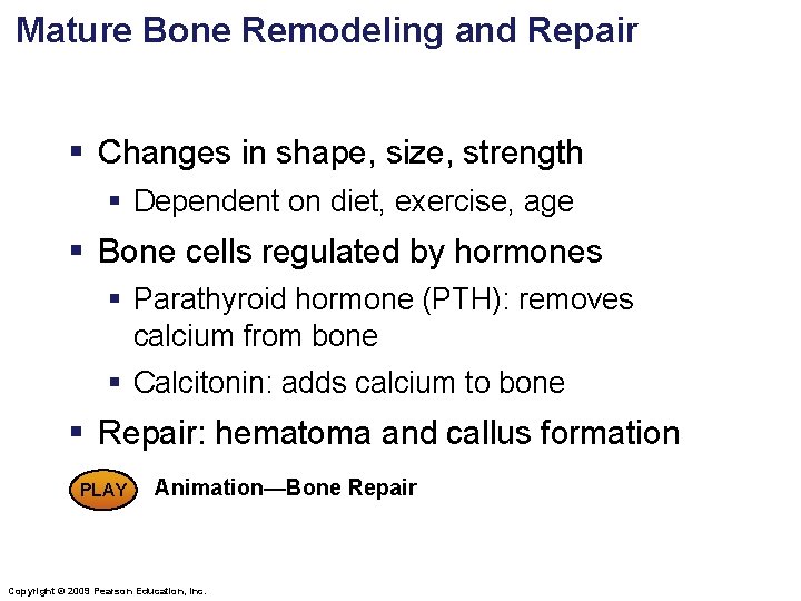 Mature Bone Remodeling and Repair § Changes in shape, size, strength § Dependent on