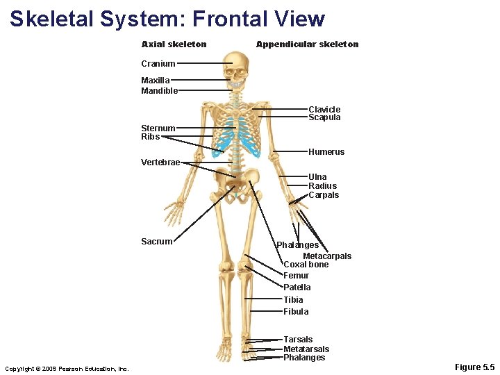 Skeletal System: Frontal View Axial skeleton Appendicular skeleton Cranium Maxilla Mandible Clavicle Scapula Sternum