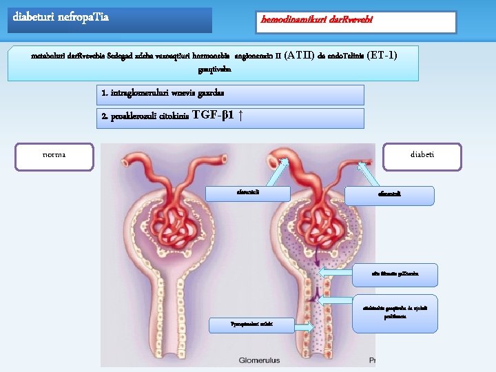 diabeturi nefropa. Tia hemodinamikuri dar. Rvevebi metaboluri dar. Rvevebis Sedegad xdeba vazoaqtiuri hormonebis angionenzin