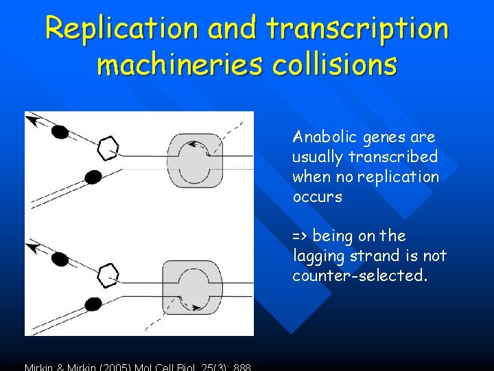 Replication and transcription machineries collisions Anabolic genes are usually transcribed when no replication occurs