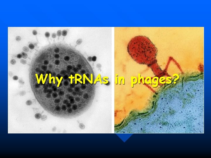 Why t. RNAs in phages? 