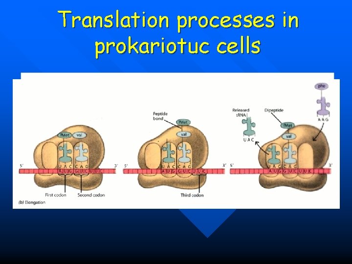 Translation processes in prokariotuc cells 