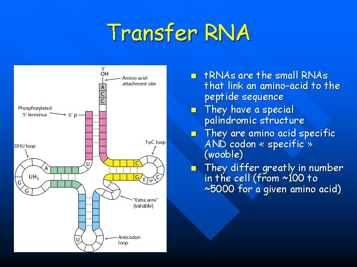 Transfer RNA n n t. RNAs are the small RNAs that link an amino-acid