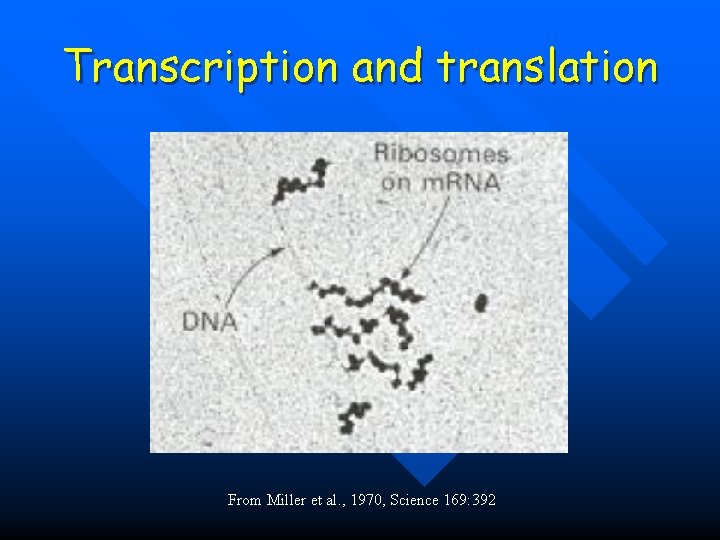 Transcription and translation From Miller et al. , 1970, Science 169: 392 