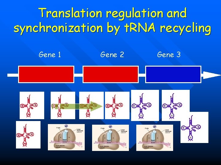 Translation regulation and synchronization by t. RNA recycling Gene 1 Gene 2 Gene 3