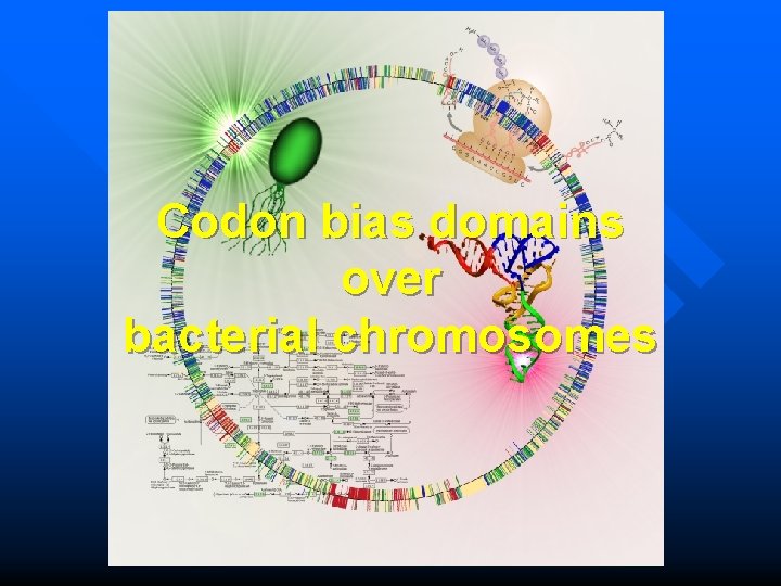 Codon bias domains over bacterial chromosomes 