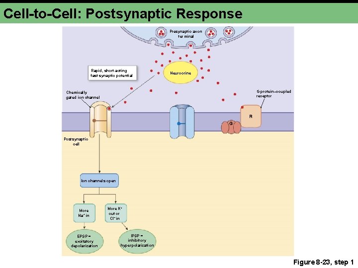 Cell-to-Cell: Postsynaptic Response Presynaptic axon terminal Rapid, short-acting fast synaptic potential Neurocrine G protein–coupled