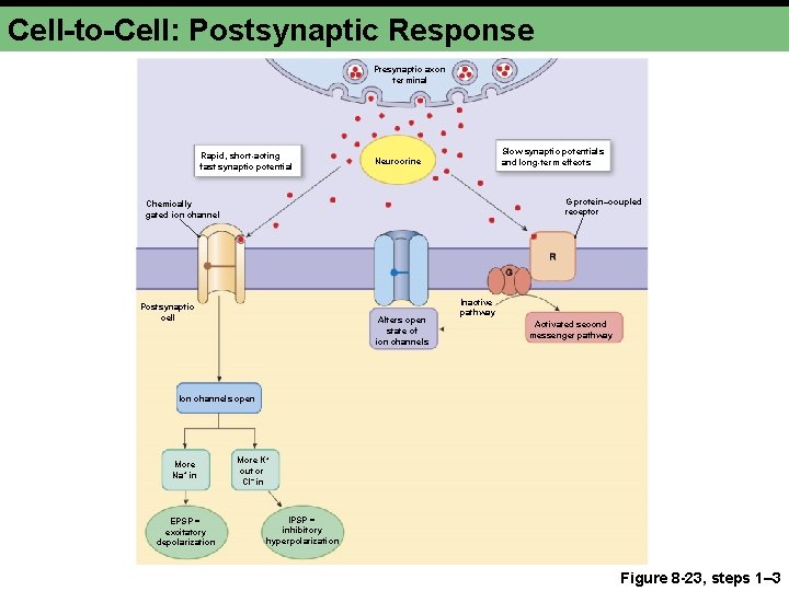 Cell-to-Cell: Postsynaptic Response Presynaptic axon terminal Rapid, short-acting fast synaptic potential Slow synaptic potentials