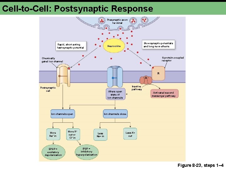 Cell-to-Cell: Postsynaptic Response Presynaptic axon terminal Rapid, short-acting fast synaptic potential Slow synaptic potentials