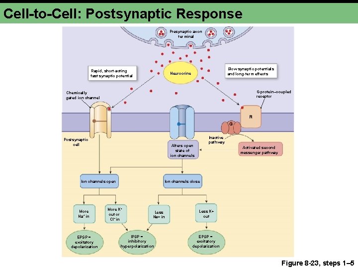 Cell-to-Cell: Postsynaptic Response Presynaptic axon terminal Rapid, short-acting fast synaptic potential Slow synaptic potentials