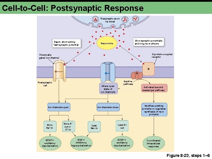 Cell-to-Cell: Postsynaptic Response Presynaptic axon terminal Rapid, short-acting fast synaptic potential Slow synaptic potentials