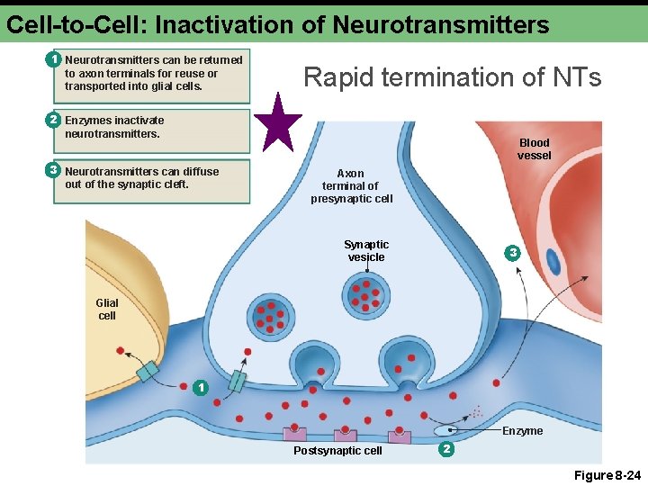 Cell-to-Cell: Inactivation of Neurotransmitters 1 Neurotransmitters can be returned to axon terminals for reuse