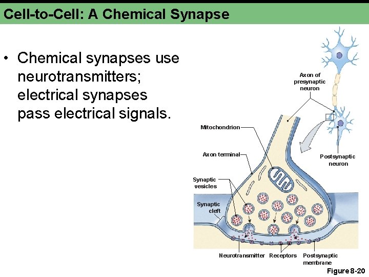 Cell-to-Cell: A Chemical Synapse • Chemical synapses use neurotransmitters; electrical synapses pass electrical signals.