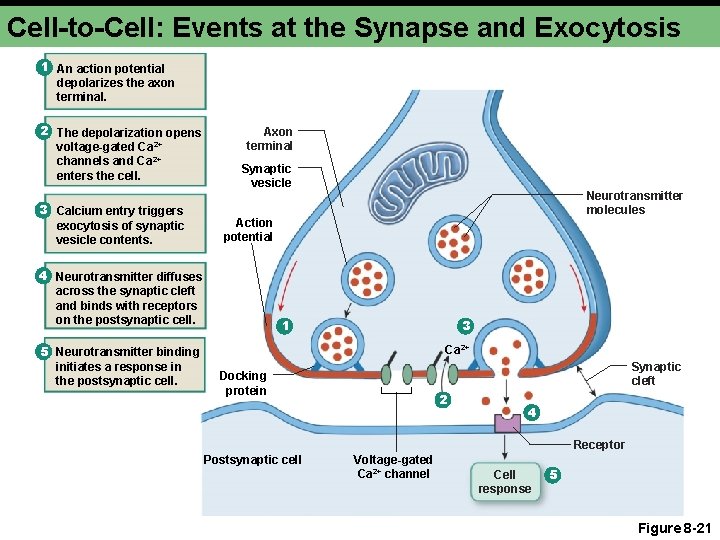 Cell-to-Cell: Events at the Synapse and Exocytosis 1 An action potential depolarizes the axon