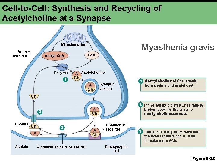 Cell-to-Cell: Synthesis and Recycling of Acetylcholine at a Synapse Myasthenia gravis Mitochondrion Axon terminal