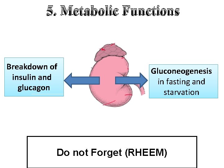 5. Metabolic Functions Breakdown of insulin and glucagon Gluconeogenesis in fasting and starvation Do