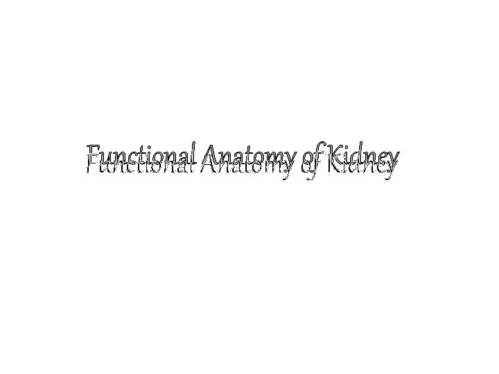 Functional Anatomy of Kidney 
