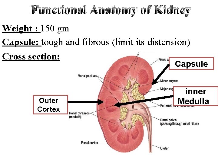 Functional Anatomy of Kidney Weight : 150 gm Capsule: tough and fibrous (limit its