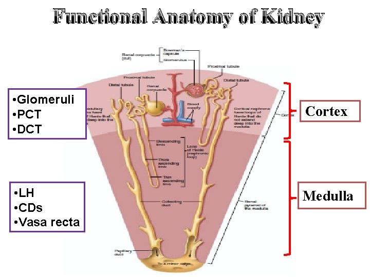 Functional Anatomy of Kidney • Glomeruli • PCT • DCT • LH • CDs