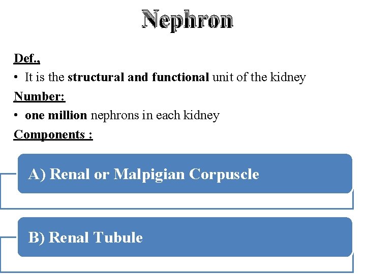 Nephron Def. , • It is the structural and functional unit of the kidney