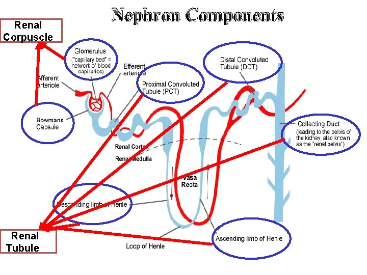 Renal Corpuscle Renal Tubule Nephron Components 
