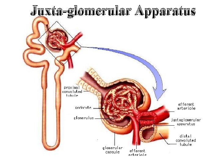 Juxta-glomerular Apparatus 