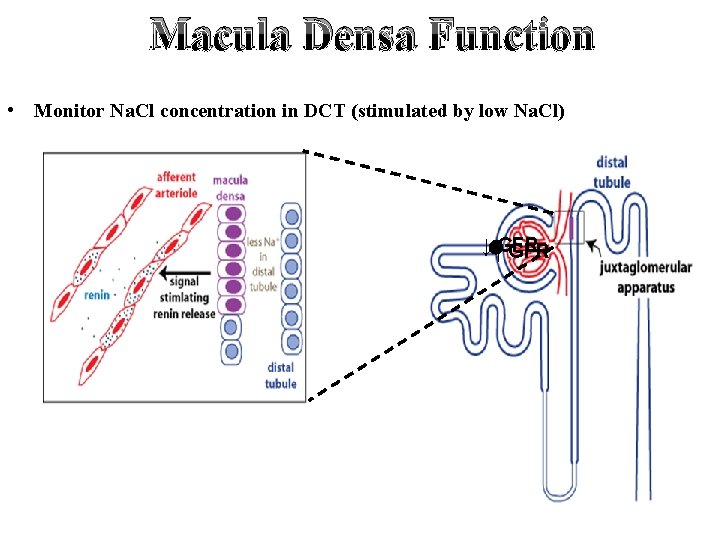 Macula Densa Function • Monitor Na. Cl concentration in DCT (stimulated by low Na.