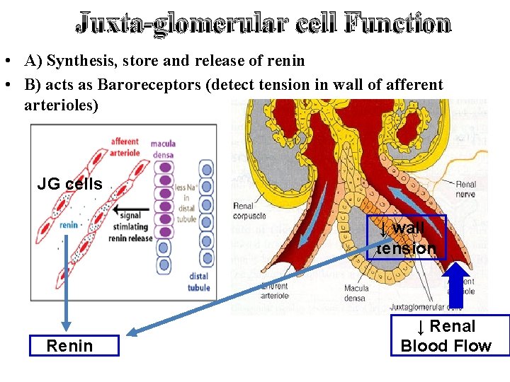 Juxta-glomerular cell Function • A) Synthesis, store and release of renin • B) acts
