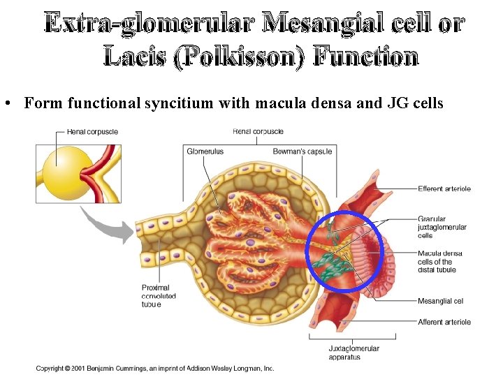 Extra-glomerular Mesangial cell or Lacis (Polkisson) Function • Form functional syncitium with macula densa