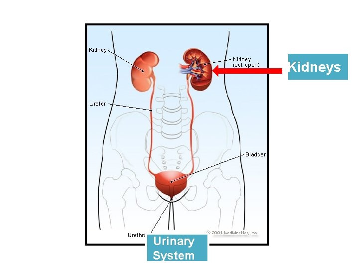 Kidneys Urinary System 