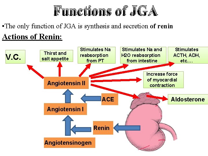 Functions of JGA • The only function of JGA is synthesis and secretion of