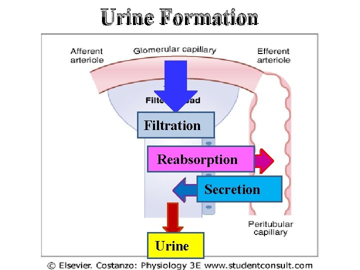 Urine Formation Filtration Reabsorption Secretion Urine 