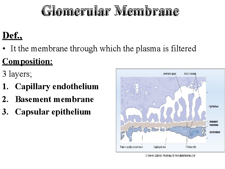 Glomerular Membrane Def. , • It the membrane through which the plasma is filtered