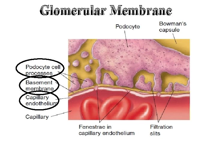 Glomerular Membrane 