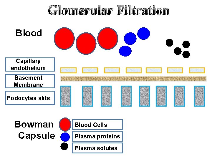 Glomerular Filtration Blood Capillary endothelium Basement Membrane Podocytes slits Bowman Capsule Blood Cells Plasma