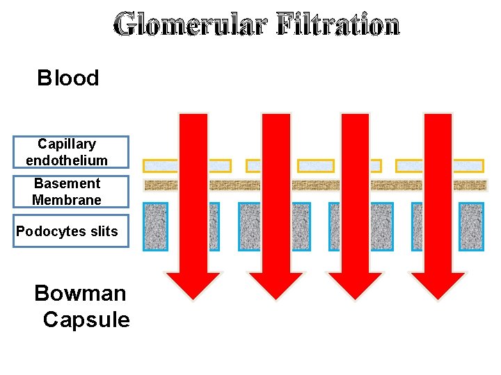 Glomerular Filtration Blood Capillary endothelium Basement Membrane Podocytes slits Bowman Capsule 