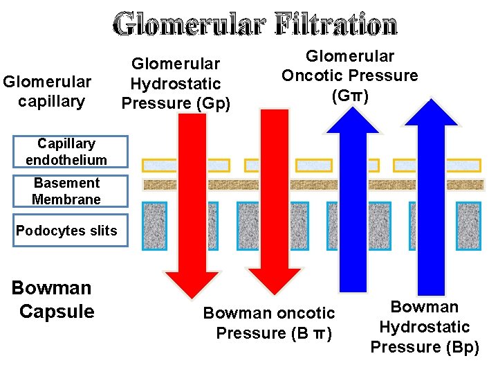 Glomerular Filtration Glomerular capillary Glomerular Hydrostatic Pressure (Gp) Glomerular Oncotic Pressure (Gπ) Capillary endothelium